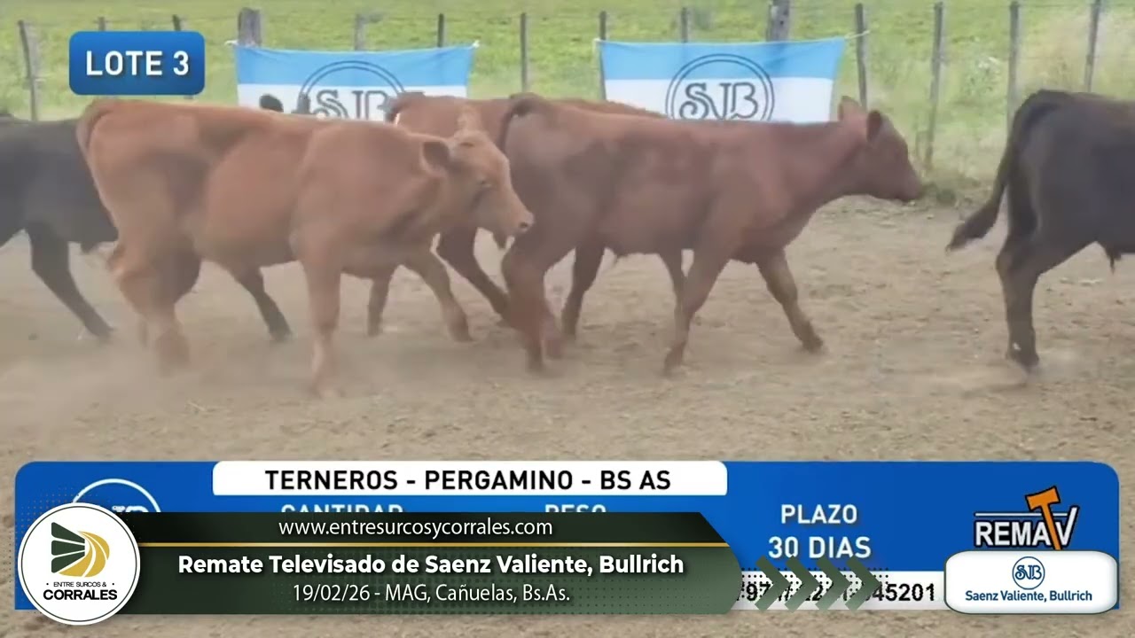 19-02-26 - Remate Televisado de Saenz Valiente, Bullrich - MAG, Cañuelas, Bs.As.