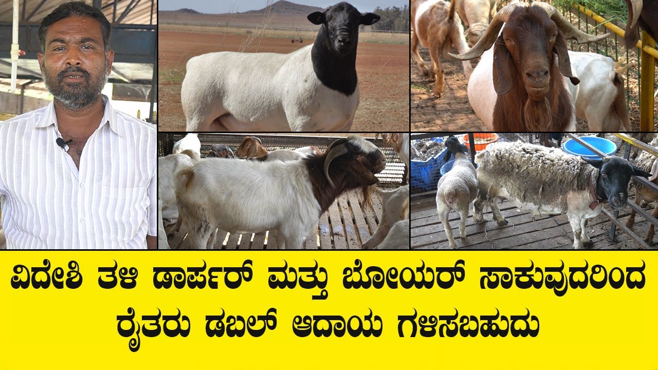 ವಿದೇಶಿ ತಳಿ ಡಾರ್ಪರ್ ಮತ್ತು ಬೋಯರ್ ಸಾಕುವುದರಿಂದ ರೈತರು ಡಬಲ್ ಆದಾಯ ಗಳಿಸಬಹುದು...SHEEP AND GOAT FARMING
