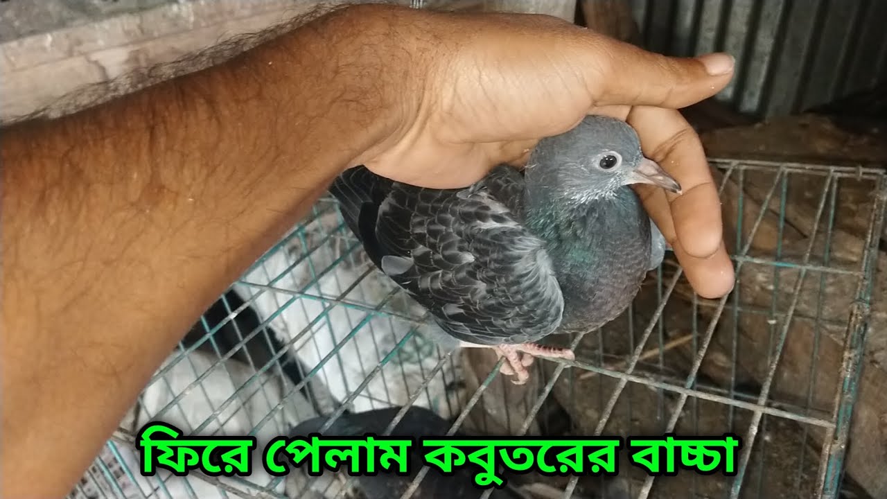 কবুতরের বাচ্চাটা ফিরে পেলাম