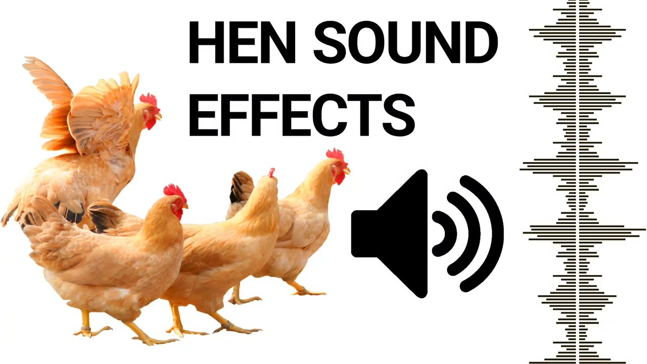 Hen Sound To Attract Roosters | Chicken Sound Effects Free