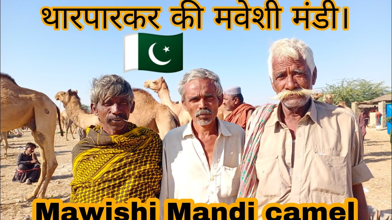 Mawishi Mandi camel Thar desert Pakistan #Sindh2022