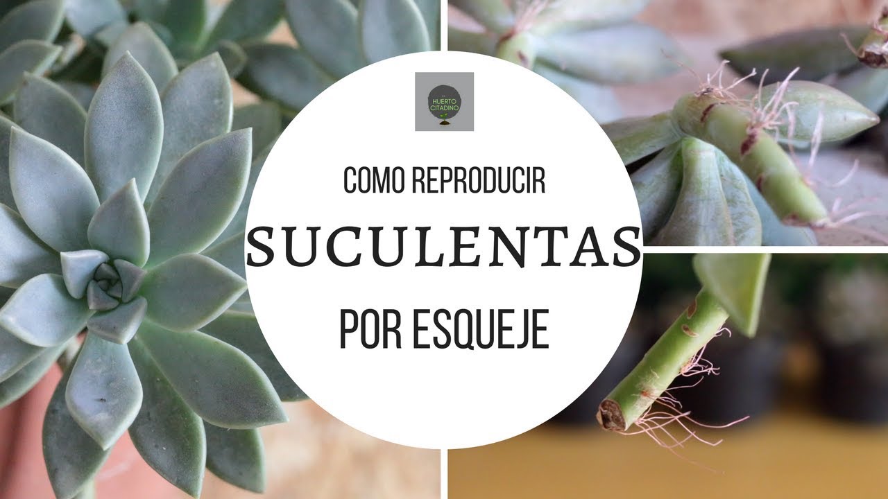 COMO REPRODUCIR SUCULENTAS POR ESQUEJE MUY FACIL