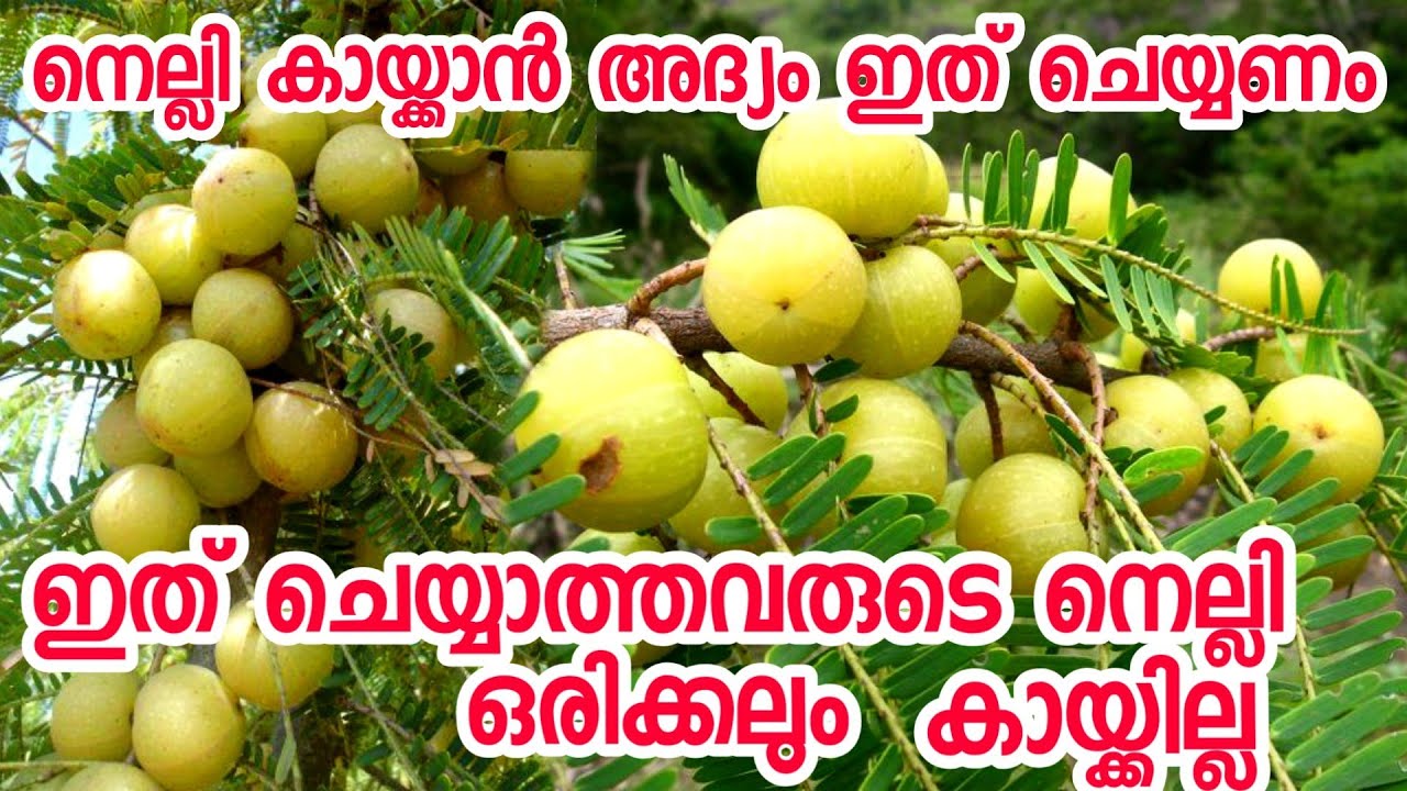 നെല്ലി കായ്ക്കാൻ ഇത് നിർബന്ധമായും ചെയ്യണം|nelli krishi|nelli kaaykkan|nelli krishi Malayayalm|inpot