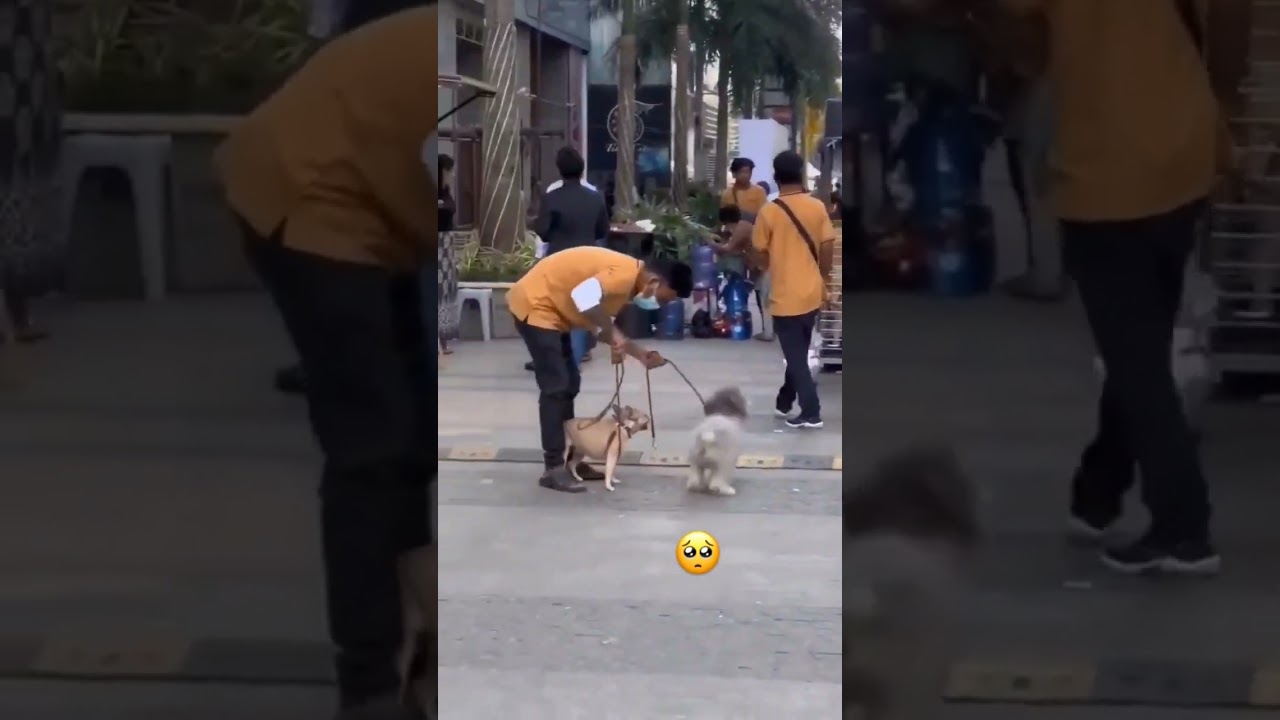 life of Street dog ❤️ touching video #shorts #sad #video