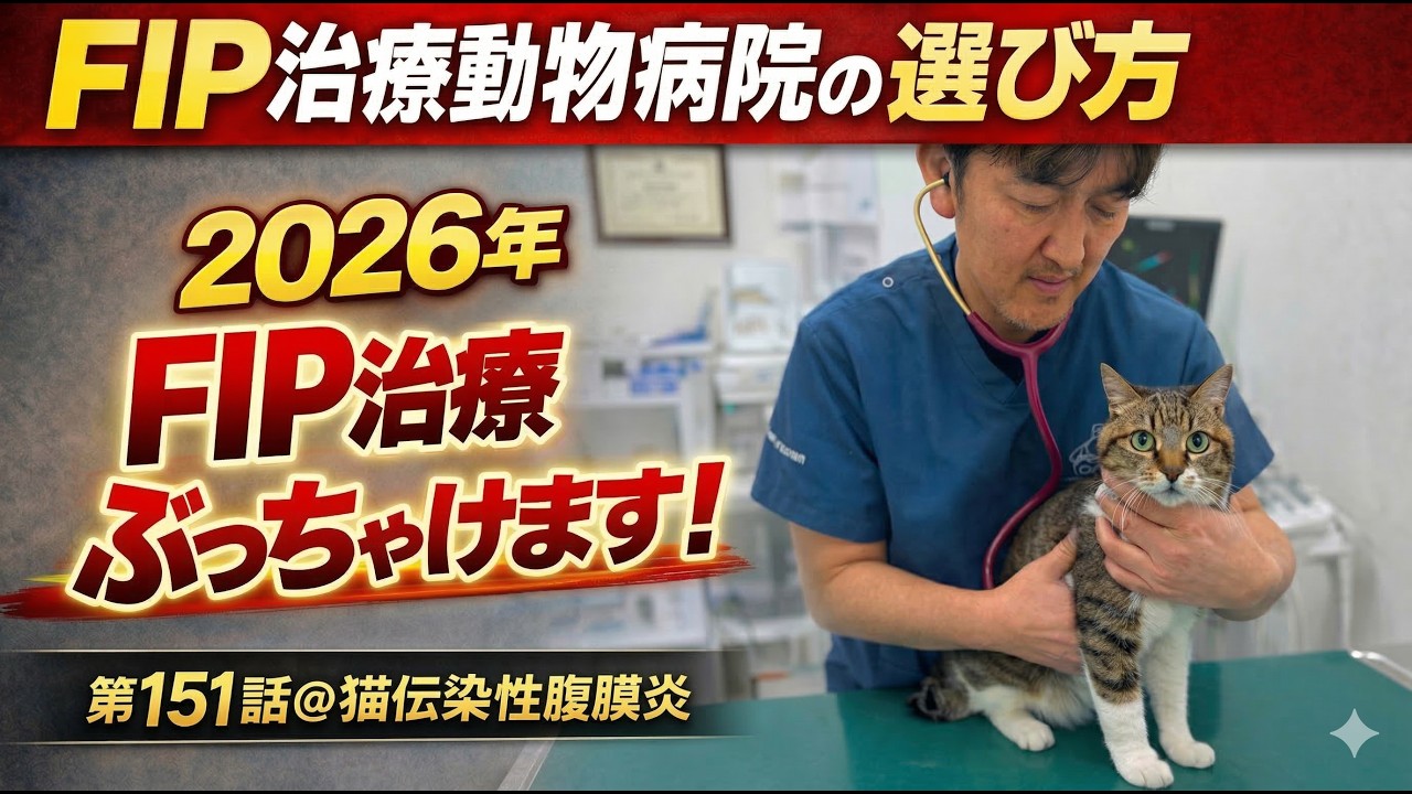 【猫の難病】FIP治療動物病院の選び方｜獣医の発信に騙されないで｜第151話＠猫伝染性腹膜炎