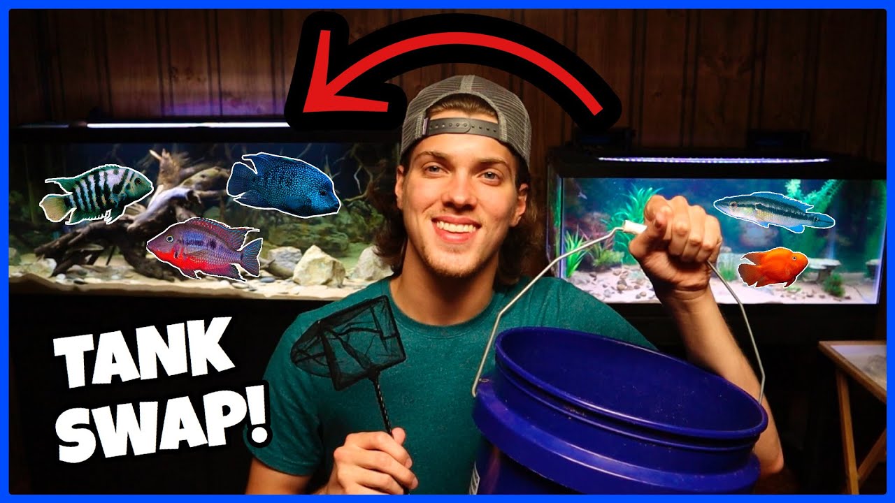 Moving ALL MY FISH To New Tanks!