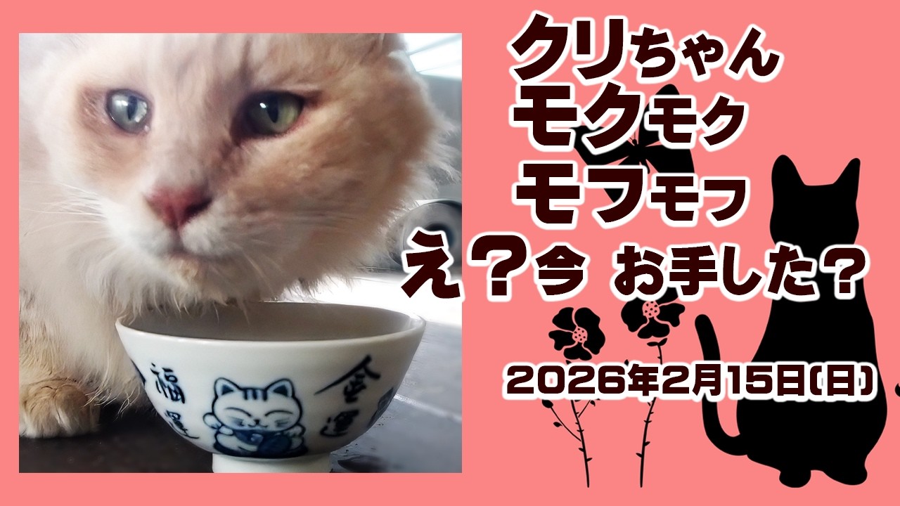【外猫クリちゃん】モグモグ　モフモフ  【え？今お手した？】