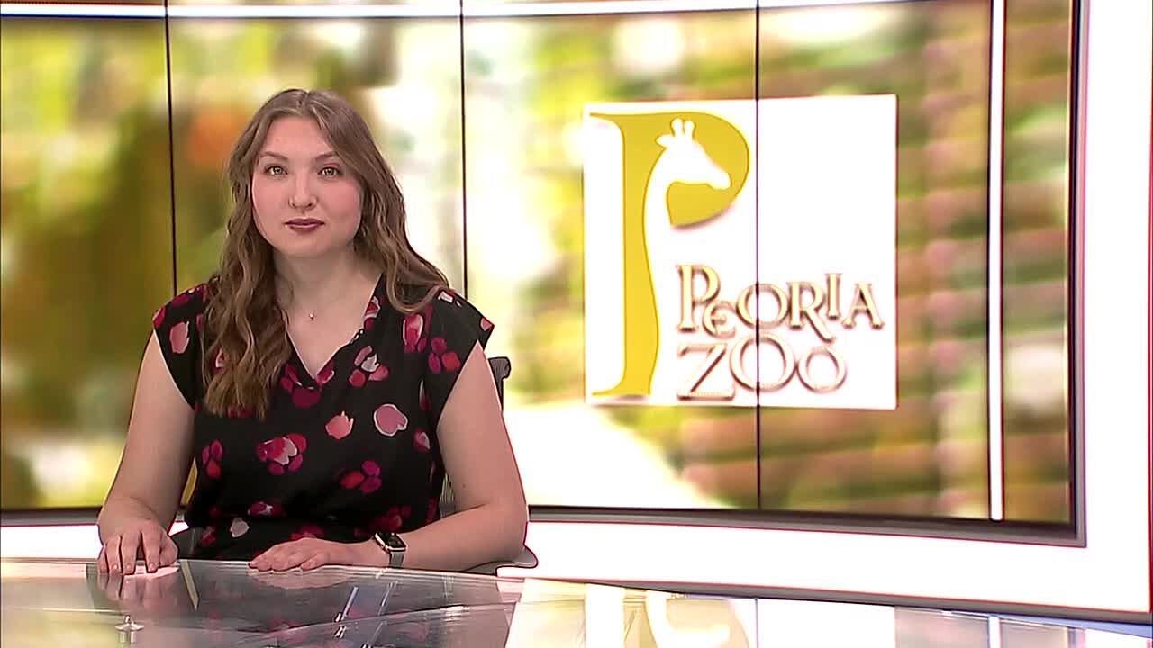 Peoria Zoo gives permanent home to three rescues Mexican Spider Monkeys
