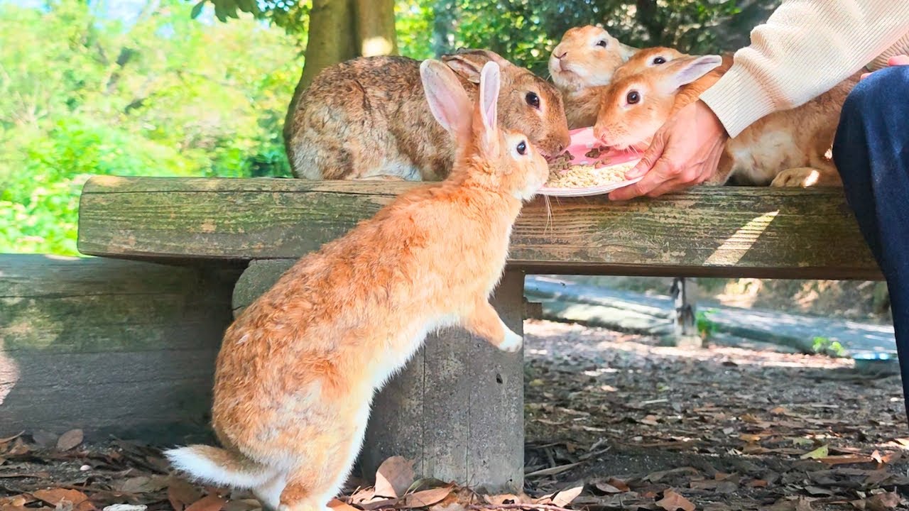 Слишком мило💕🐰 Кроличий остров в Японии 🐰 Сотни кроликов ждут тебя