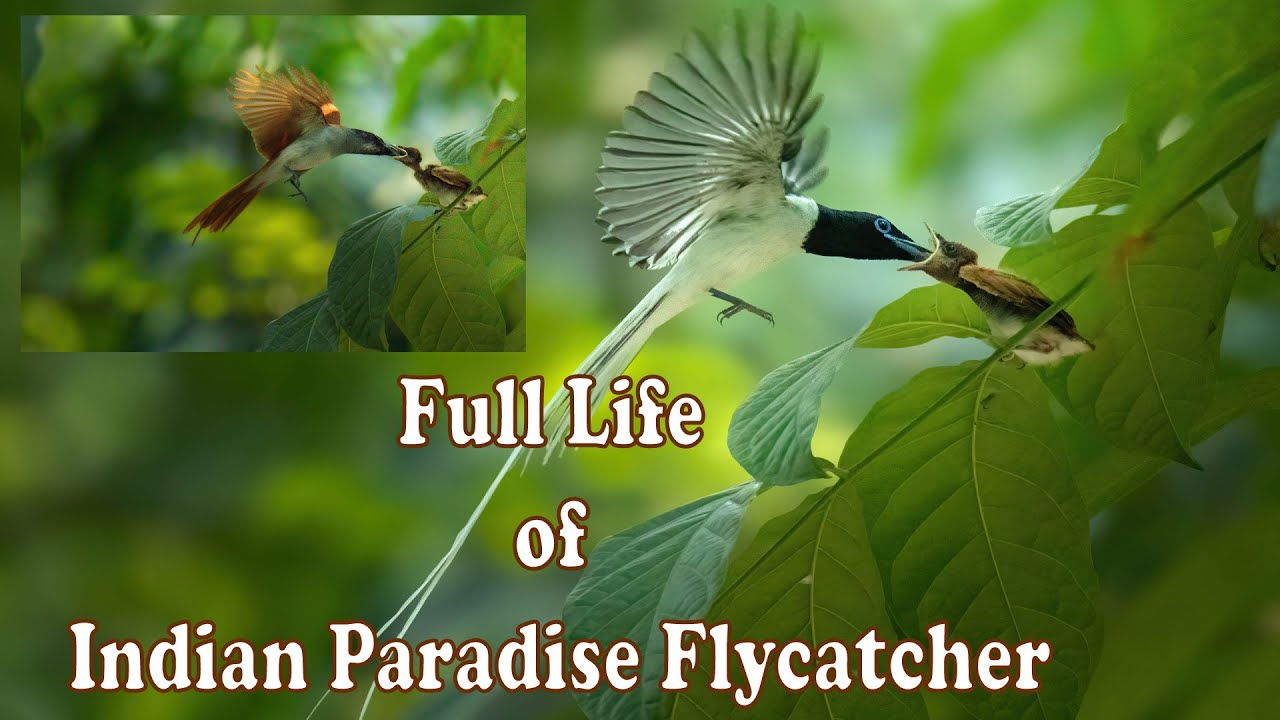 Indian Paradise Flycatcher Full life Documentary | The Bird from Paradise Dudhraj