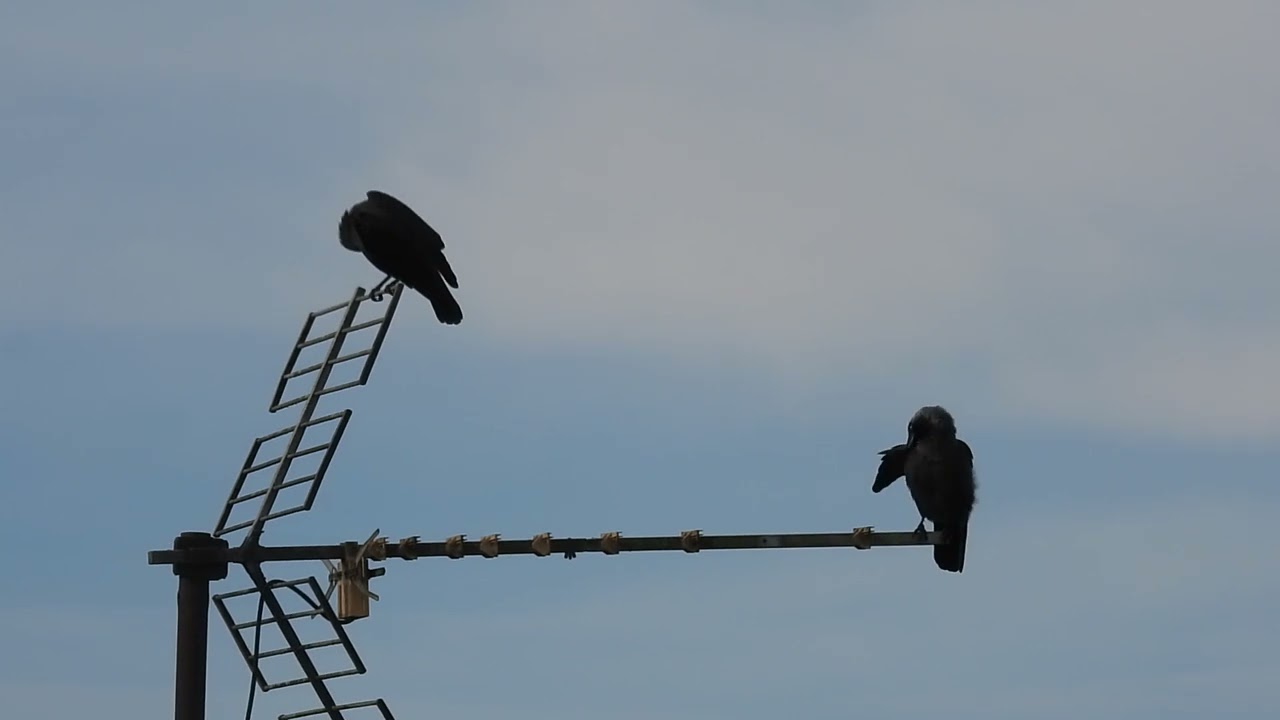 Corvus monedula - Gralla pequena - Grajilla occidental
