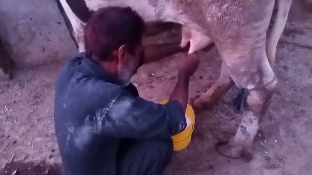 Beautiful Village Animals Moments #vlog #animals 