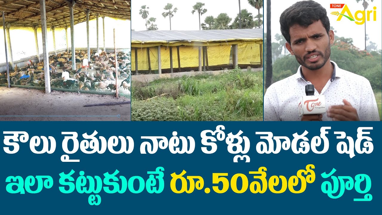 Natu Kollu Farm Shed Construction Plan | కౌలు రైతులు నాటు కోళ్లు మోడల్ షెడ్ రూ.50వేలలో..! Tone Agri