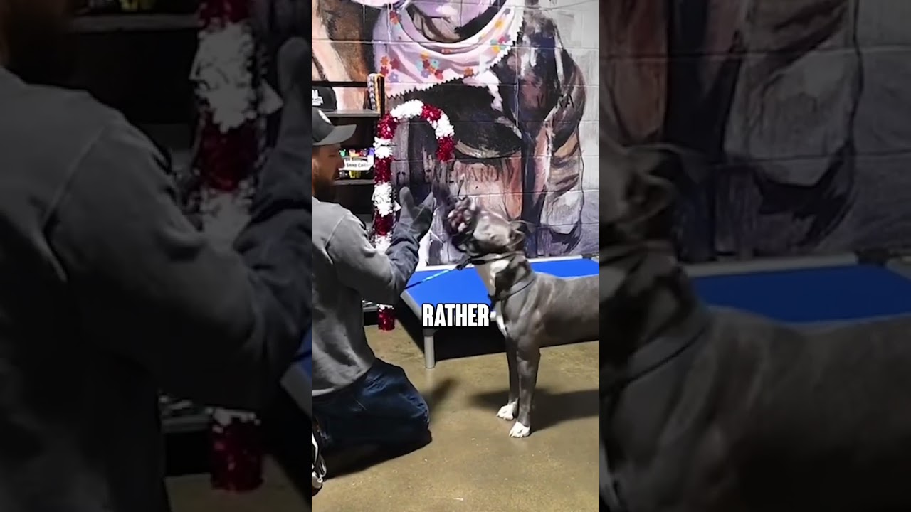 “Why does my dog’s behavior keep escalating?” 