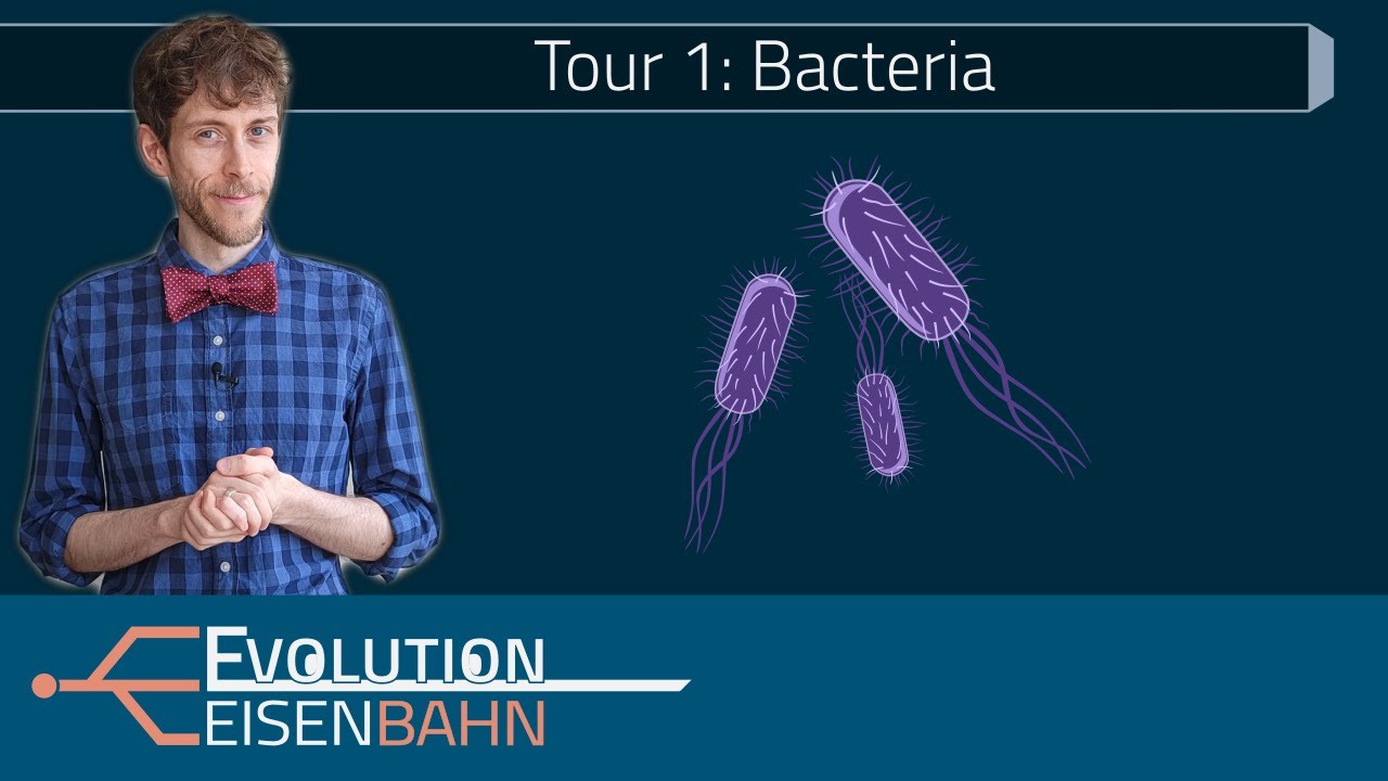 Tour 1: Bacteria – card deck with some of the most interesting species