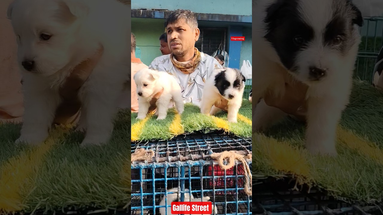 Pet Market Kolkata 😍/lowest price puppy dog/Gallif Street dogs #shorts #viral #dog #dogs #doglover