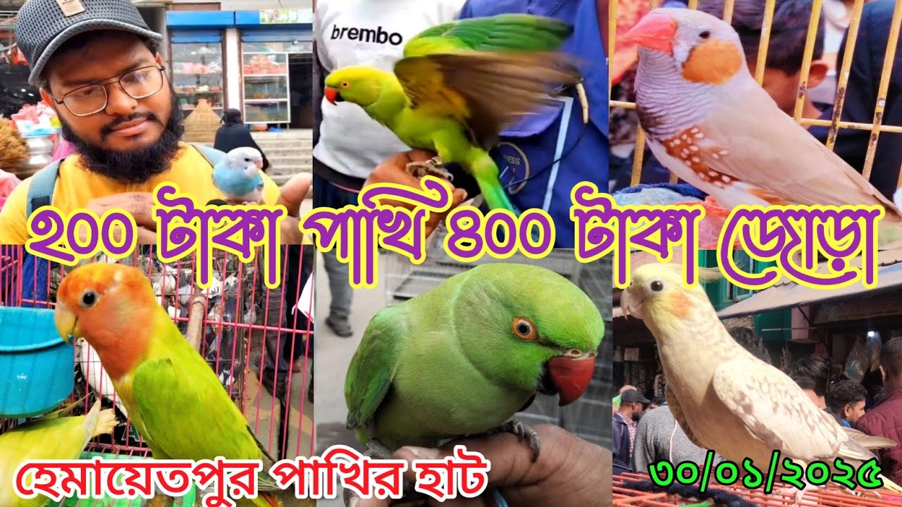 সাভার হেমায়েতপুর পাখির হাট ll Ahmedpur pakhir hat ll Bhat market