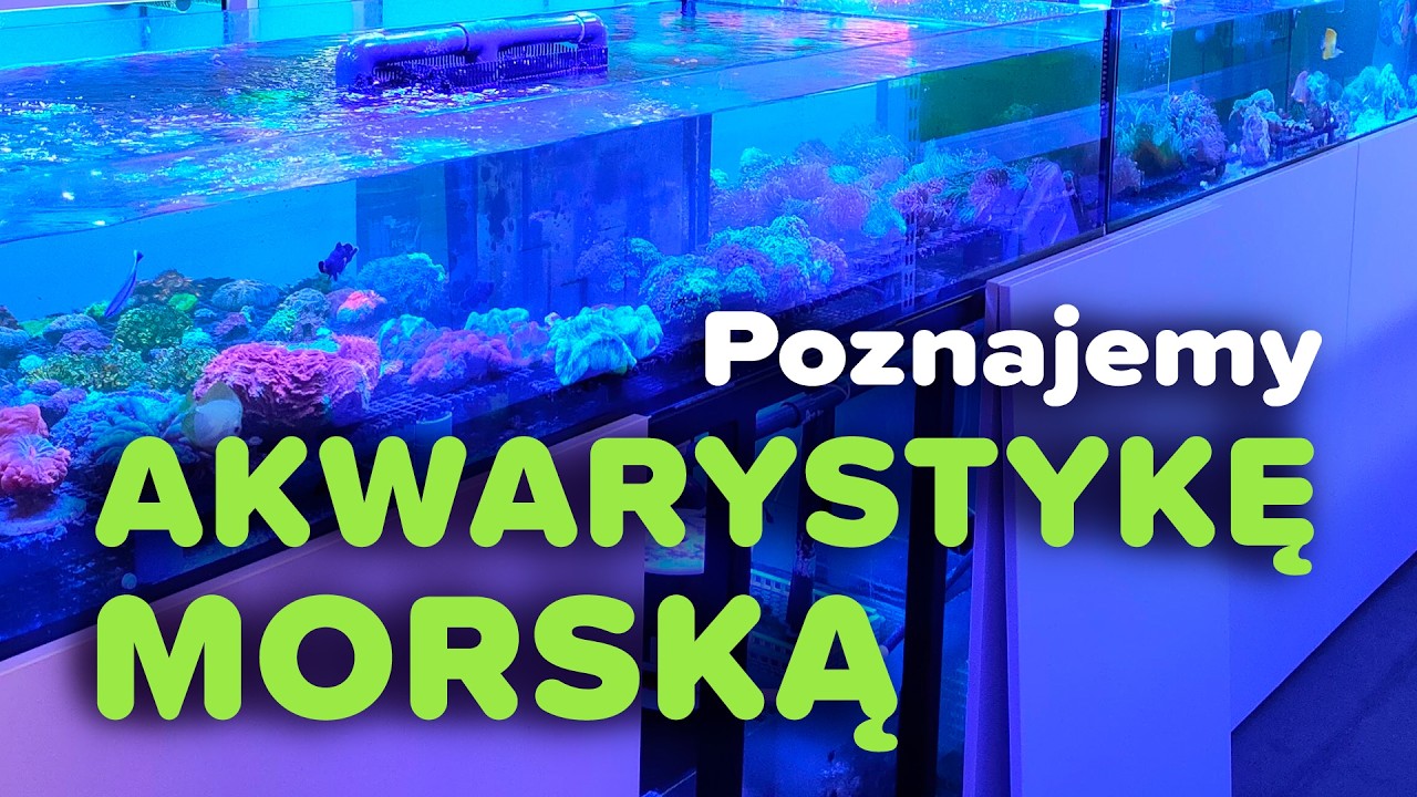 Wizyta w sklepie Reeftime