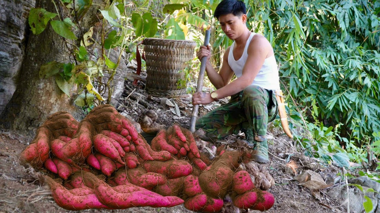Only harvested once every 3 years: Giant rare purple wild yam!”