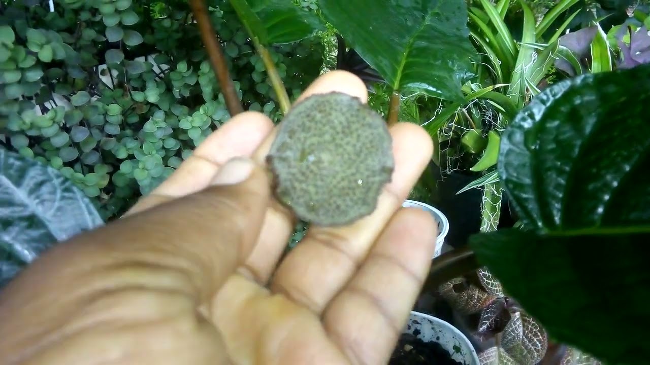 Dorstenia  elata  bonita perigosa