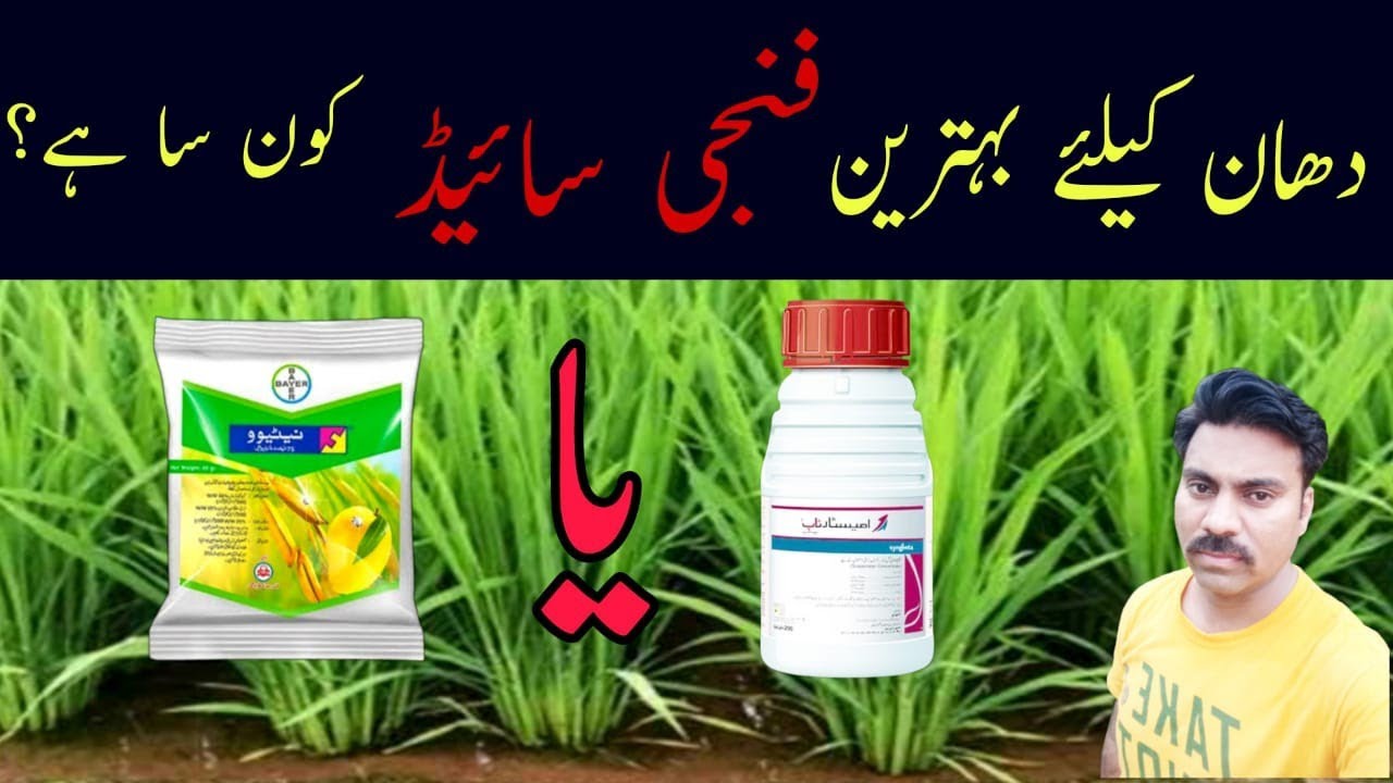 The best fungicides for rice crop | Abid Ali Agrarian