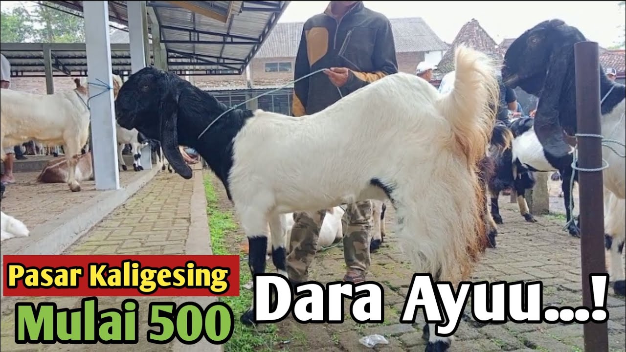 500...!! BIBIT KAMBING PE KALIGESING DI PASAR HEWAN PANDANREJO KALIGESING #Hargakambing#kambingpe