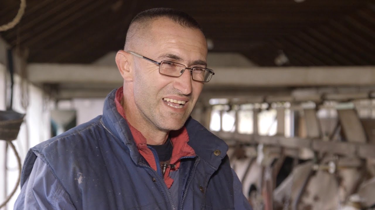 Farma krava i proizvodnja mleka u selu Badovinci - U nasem ataru 768