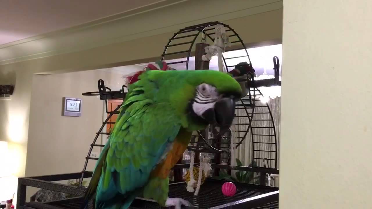 Miligold Macaw will survive