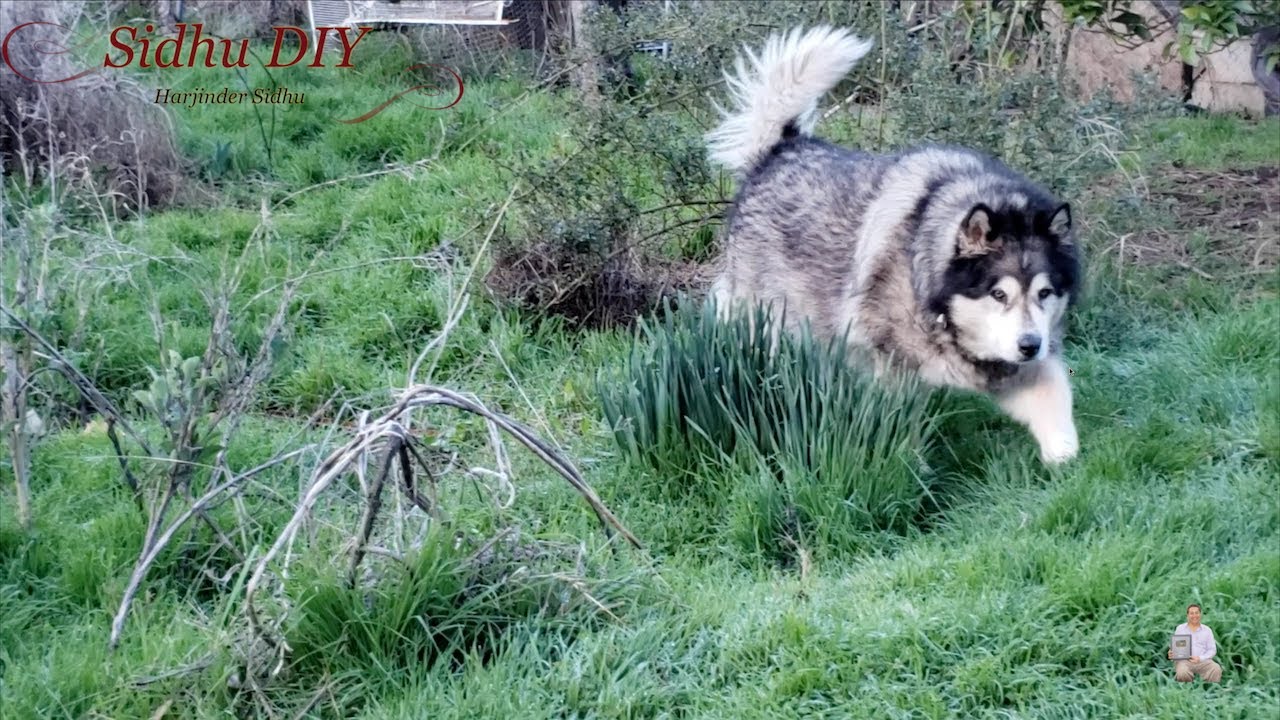 Malamute Very Happy To See His New House