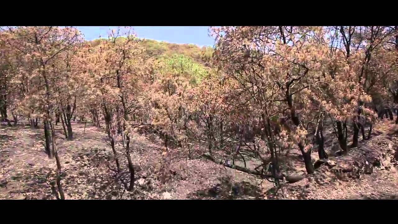 Bosque La primavera - mega incendio 2012