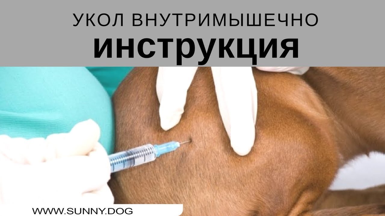 Как сделать внутримышечный укол собаке. Инструкция.