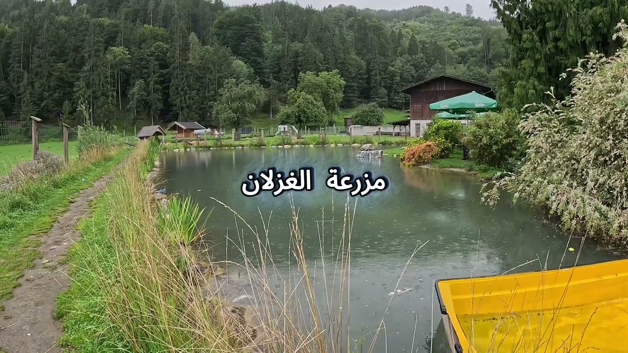 فلوق طريق ممطر إلى مزرعة غزلان في النمسا 🦌 🇦🇹 2025 Rainy road to a deer farm in Austria