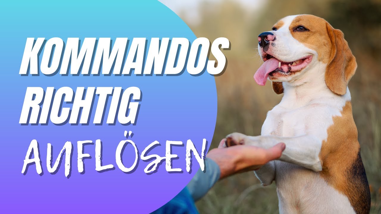 Kommandos richtig auflösen - Darum ist ein Bleib völlig überflüssig