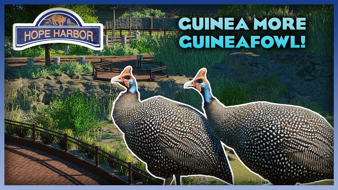 Guinea More Guineafowl! - Hope Harbor Zoo