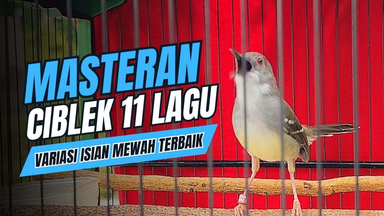 CIBLEK KRISTAL Gacor Ngebren 10 Variasi istiMewah‼️MASTERAN BURUNG Ciblek Semi & Pancingan CIBLEK