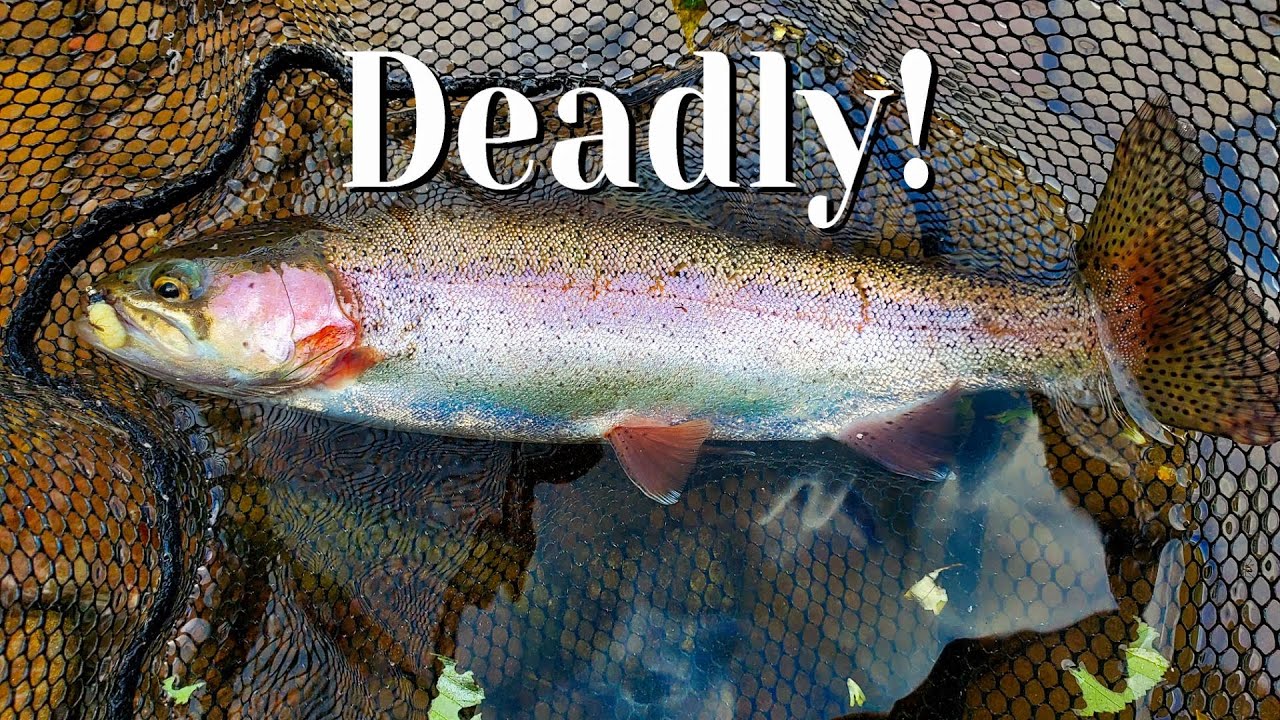 DEADLY MOP FLY HATCH!  Fly Fishing Pennsylvania's  Big Pine  |Trout Life  (Episode 1)