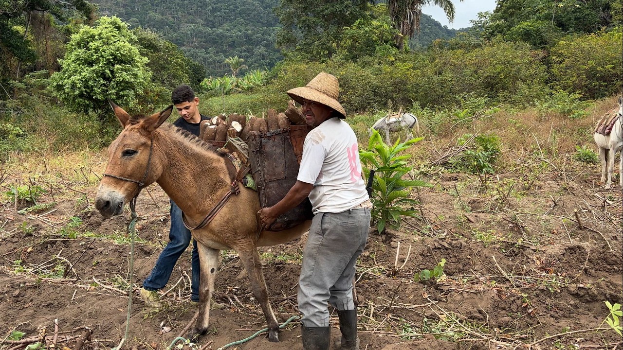 FARINHADA NA ROÇA ARRANCA DE MANDIOCA | RAÍZES DO REI