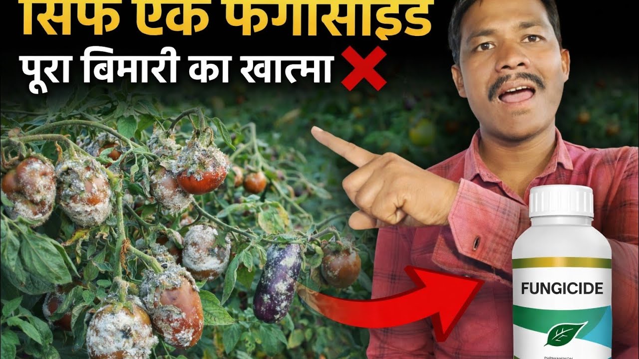 अब होगा सभी फंगस का खात्मा❌ सिर्फ 1 Fungicide से ! Kaun Sa Fungicide Sabhi Bimari Par Kam Karta hai?