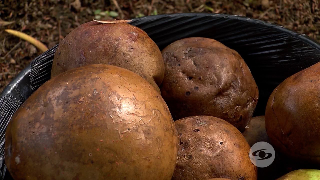 Requerimientos del cultivo de borojó | La Finca de Hoy