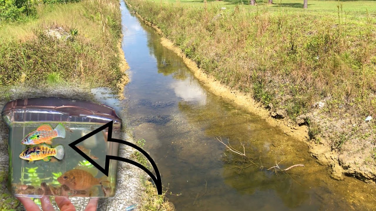 MINI CREEK Has Aquarium FISH And I CAUGHT Them!