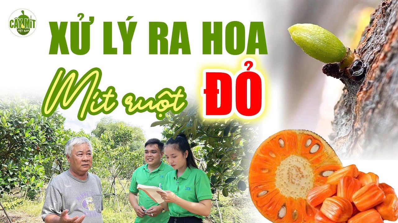 CÁC BƯỚC XỬ LÝ RA HOA MÍT RUỘT ĐỎ - THÁNG 8AL #caymitvietnam #caycomui #caymit #jackfruit #mitindo