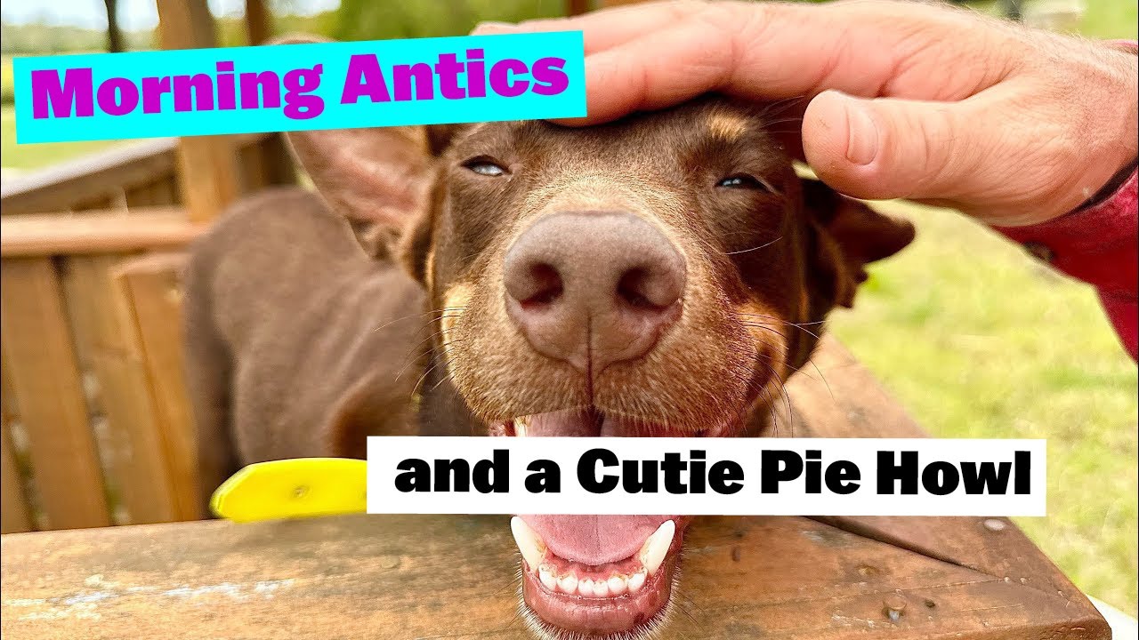Morning Antics | Cutie Pie Howl | Silent Walk