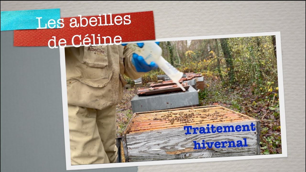11 décembre 2025 Traitement hivernal #apiculture #beekeeping