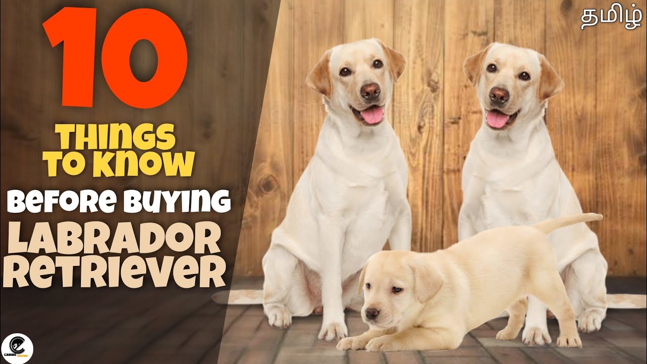 10 things you need to know if you are planning to buy Labrador Retriever | highlights | funny 😂