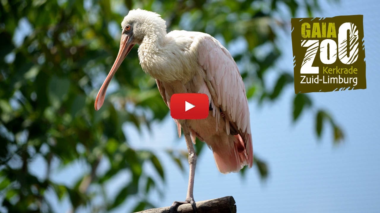 GaiaZOO: de roze lepelaar