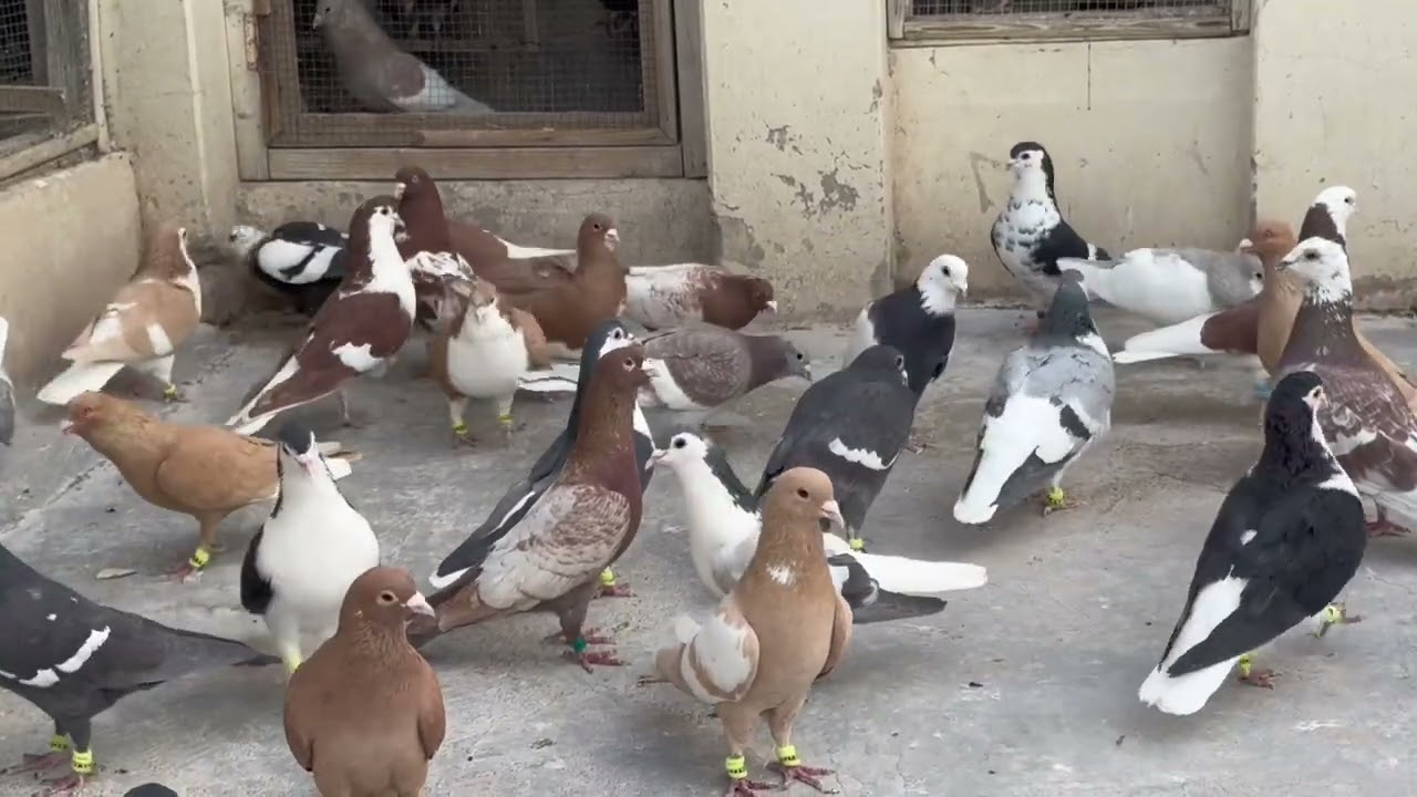رنگین کبوتر بازی | mix colourful pigeons collection | pigeon Wolrd  | top Colourful Pigeon 