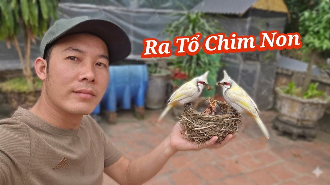 Xuống Tổ Chào Mào Độc Đinh Cải Tạo Bể Cá Koi / HIỆP CUỘI TV