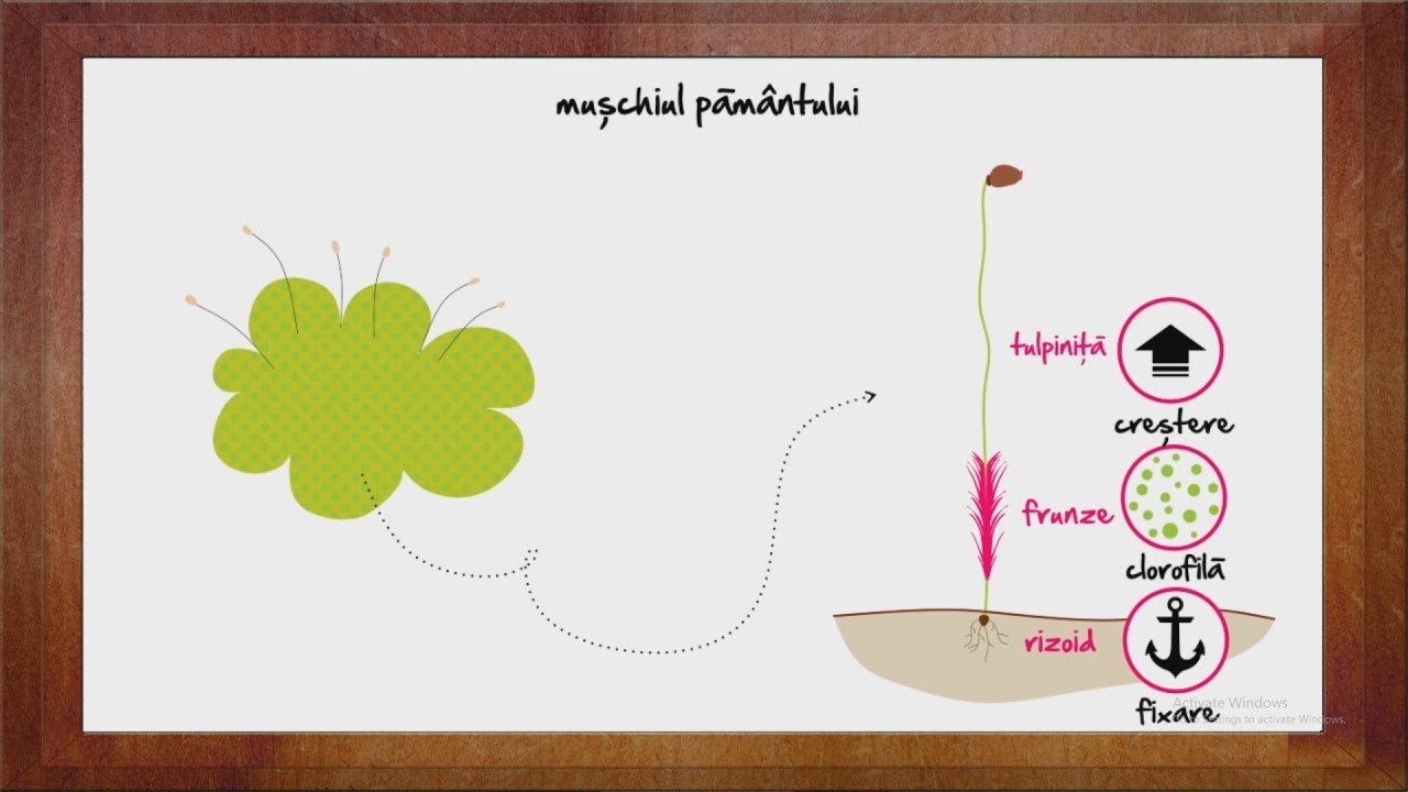 Biologie: Muschi (planta) | WinSchool