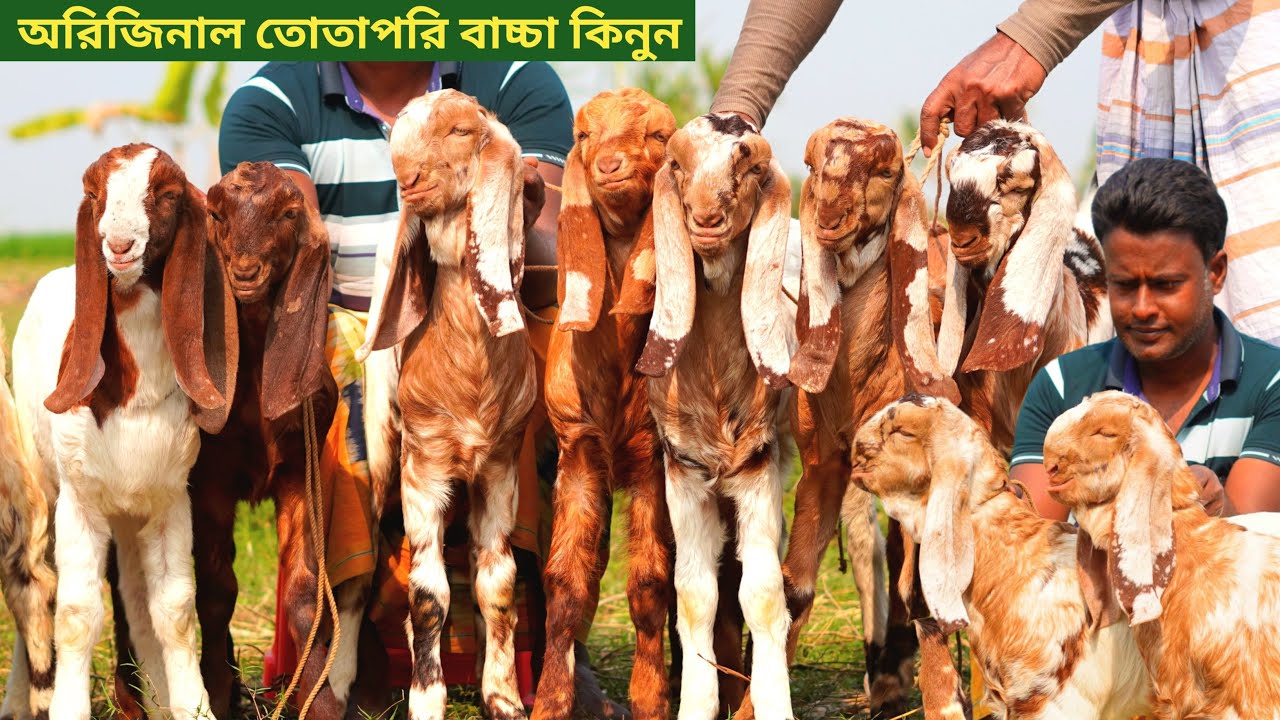 অরিজিনাল তোতাপুরি ছাগল কিনুন।উন্নত জাতের ছাগল কালেকশন। 