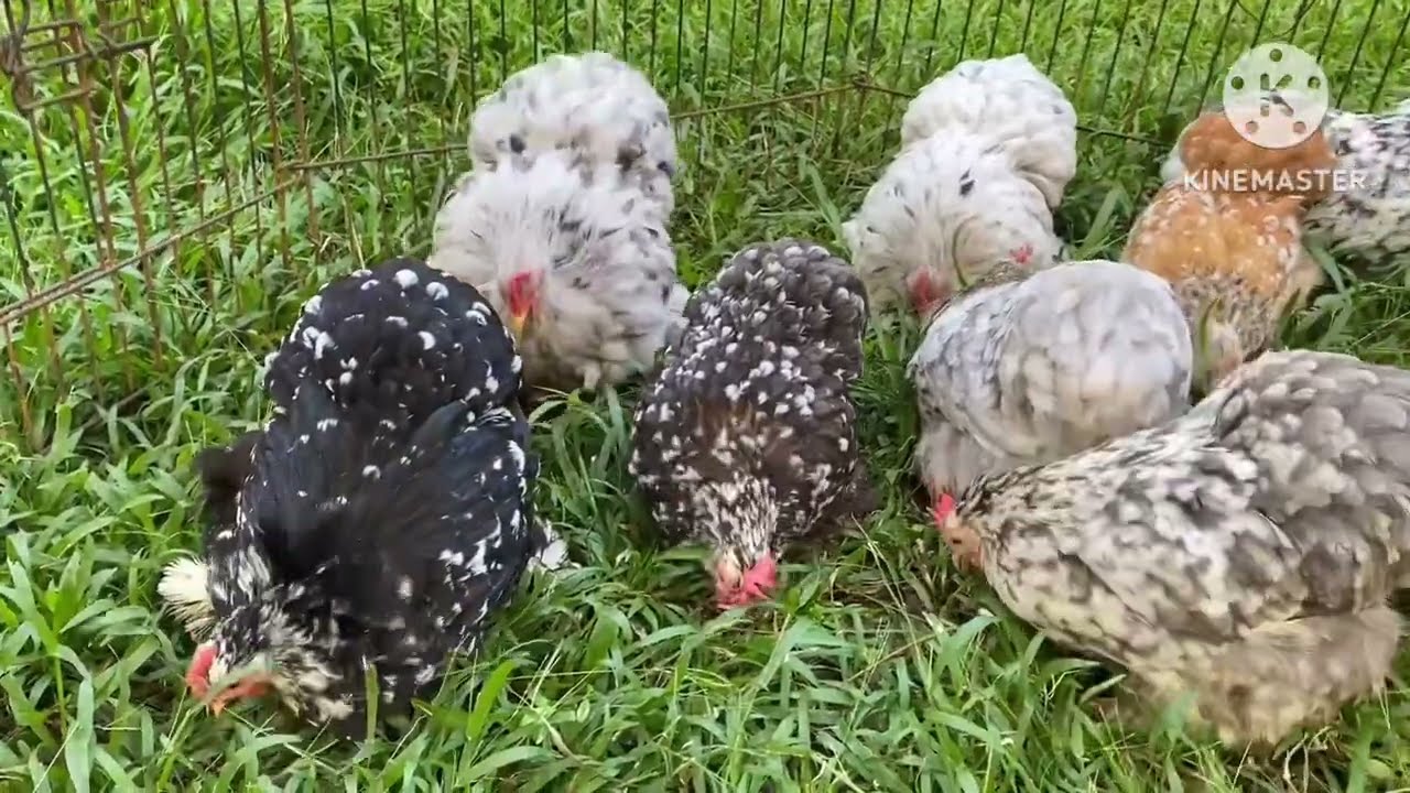 Cochin Bantam